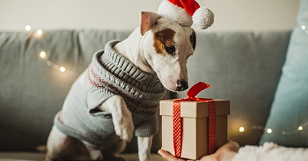 gifts for pets